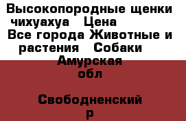 Высокопородные щенки чихуахуа › Цена ­ 25 000 - Все города Животные и растения » Собаки   . Амурская обл.,Свободненский р-н